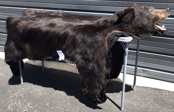 bear rug for sale