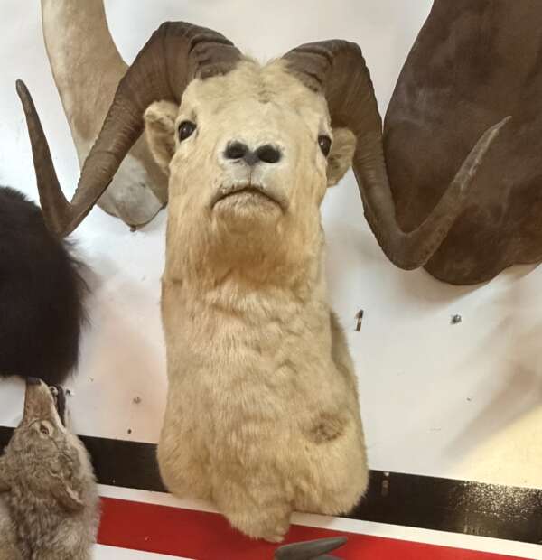 texas dall sheep