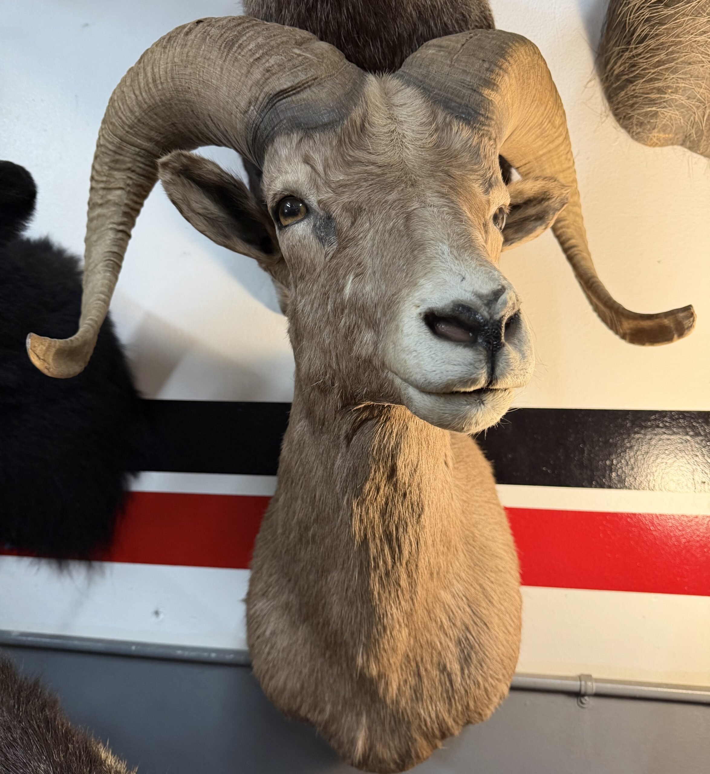BIG HORN SHEEP FOR SALE