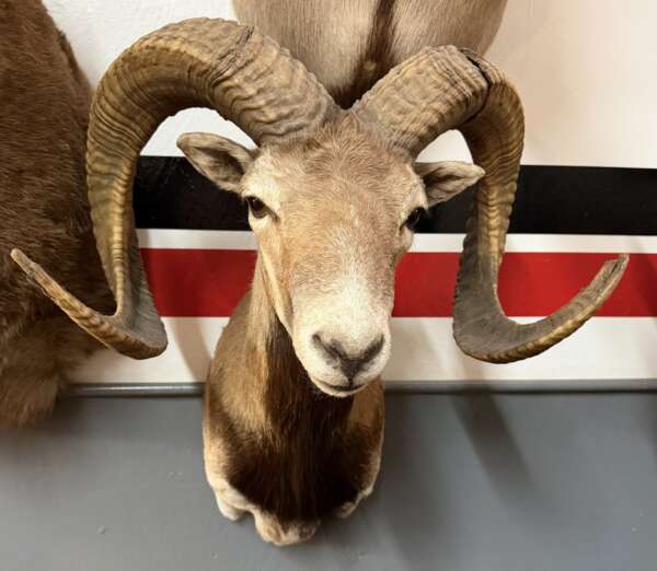corsican ram for sale