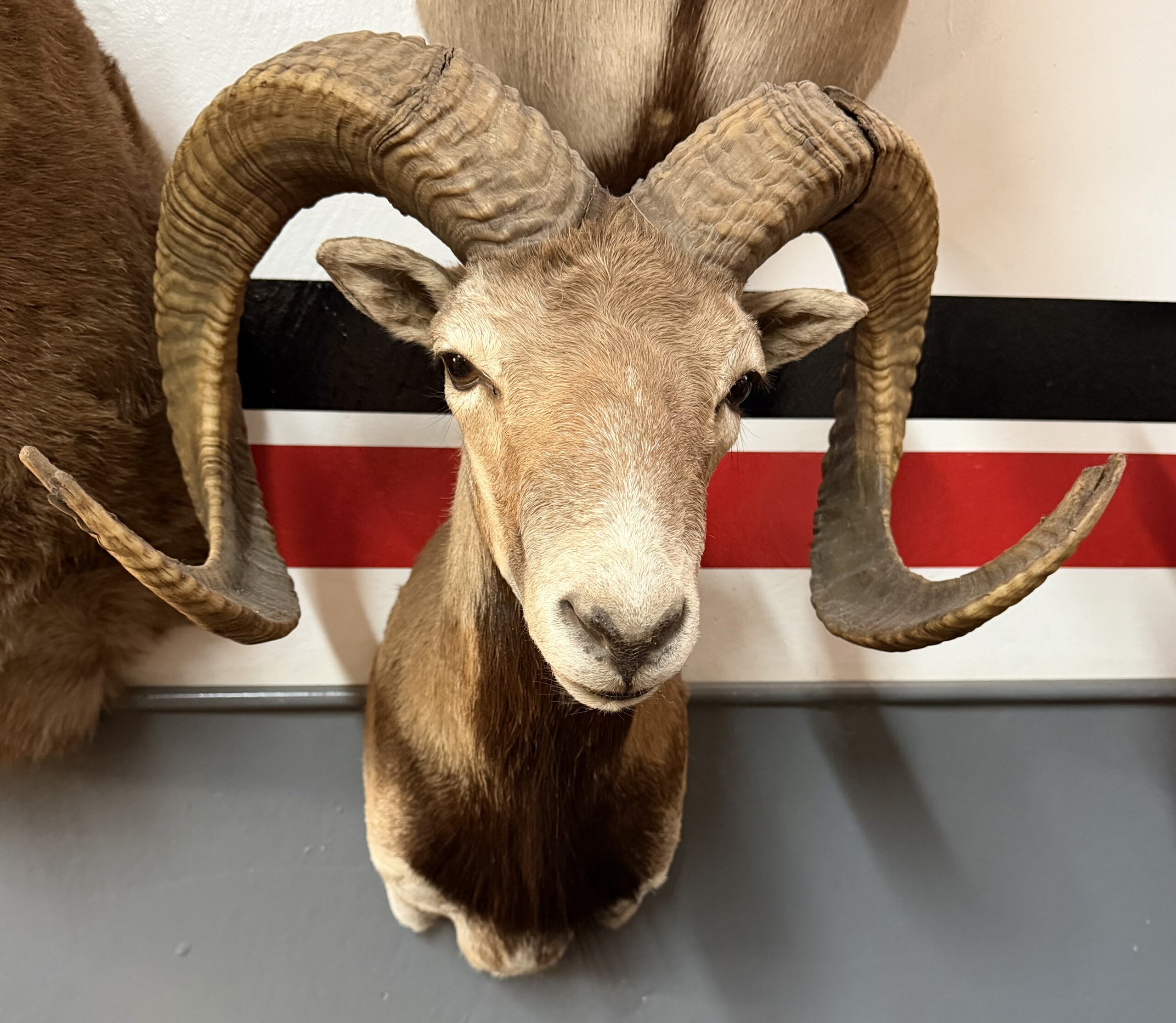corsican ram for sale