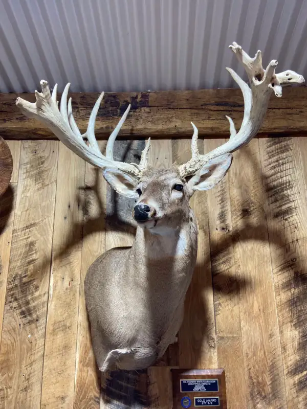 huge whitetail buck