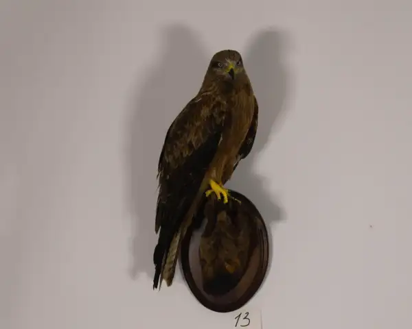 black kites bird