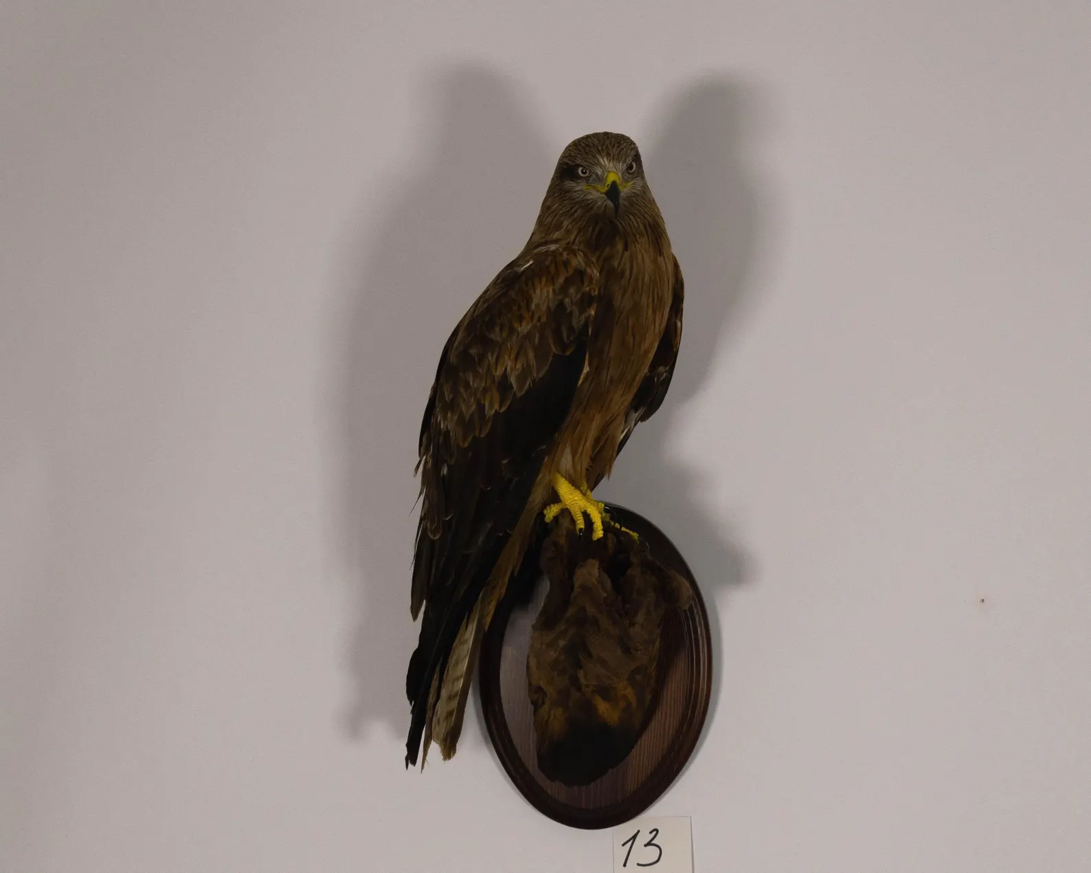 black kites bird