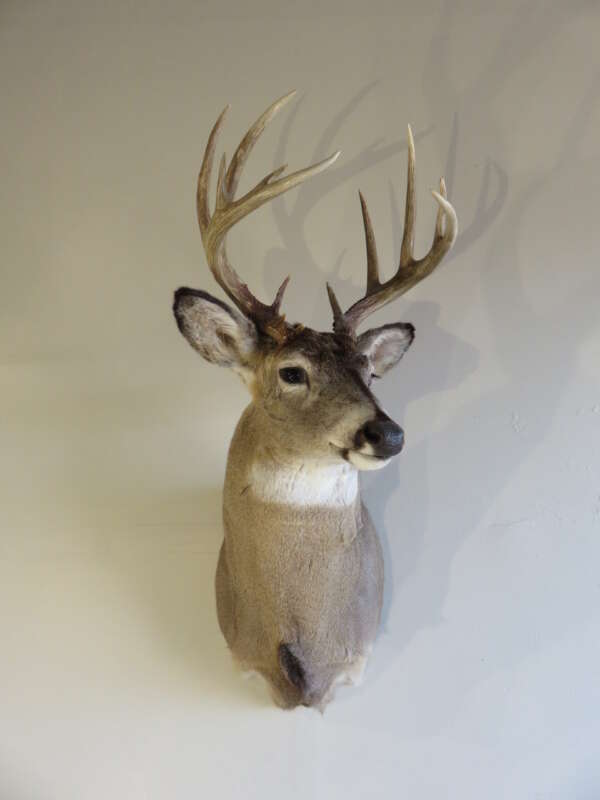 shoulder mount deer price​