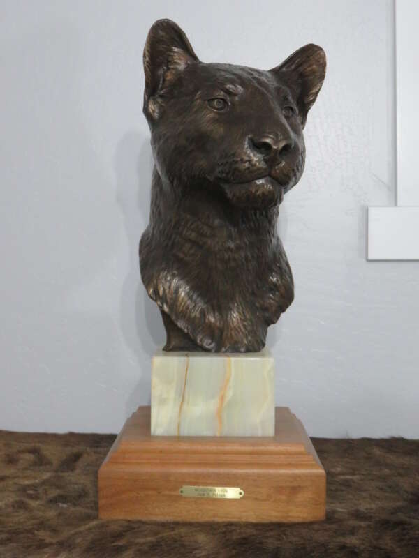 mountain lion for sale