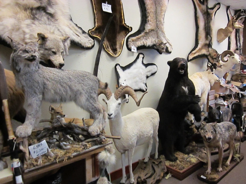 taxidermy classes near me