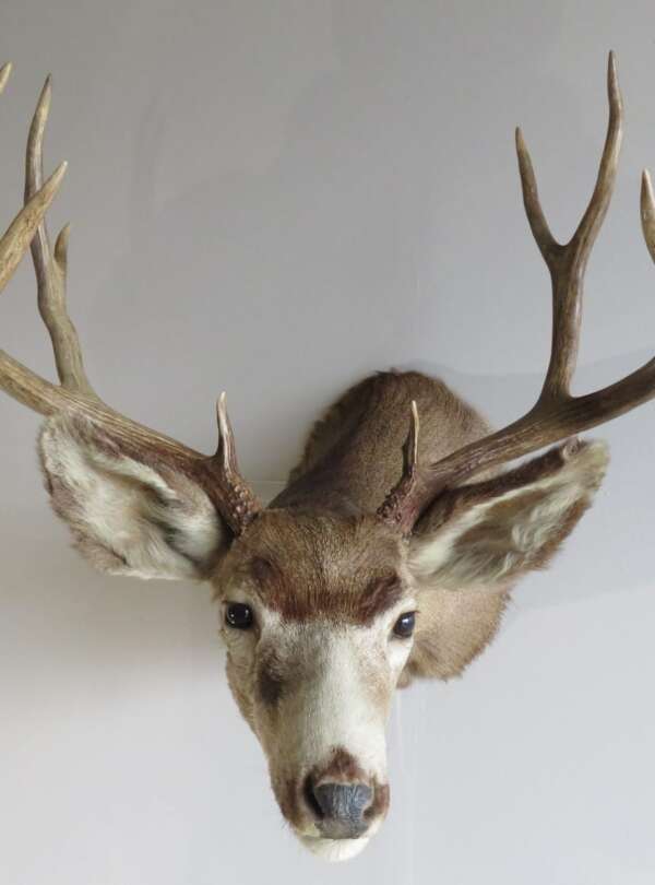mule deer taxidermy