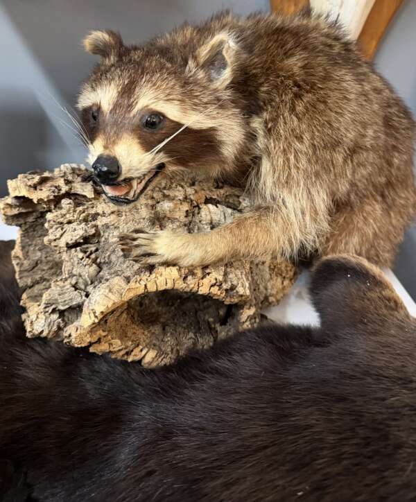 taxidermy raccoon for sale