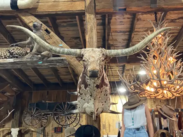 BIG RED/BROWN AND WHITE LONGHORN