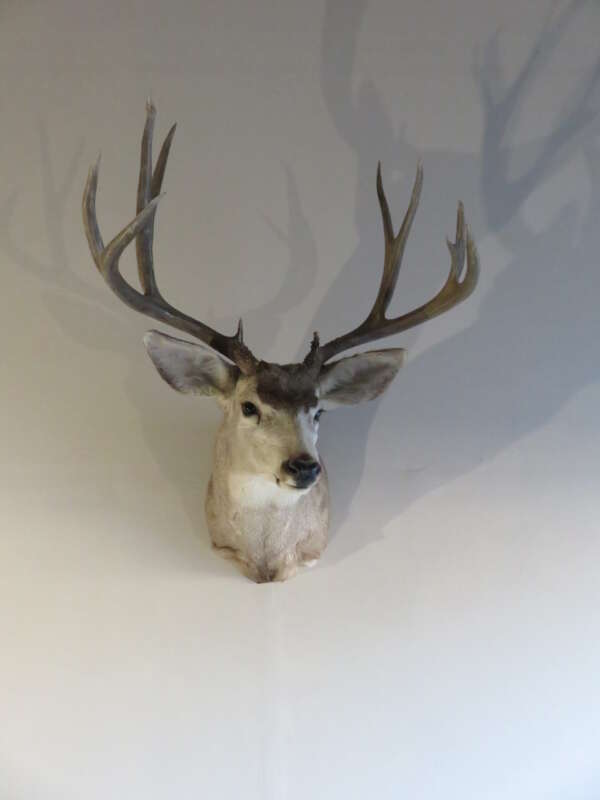 california mule deer