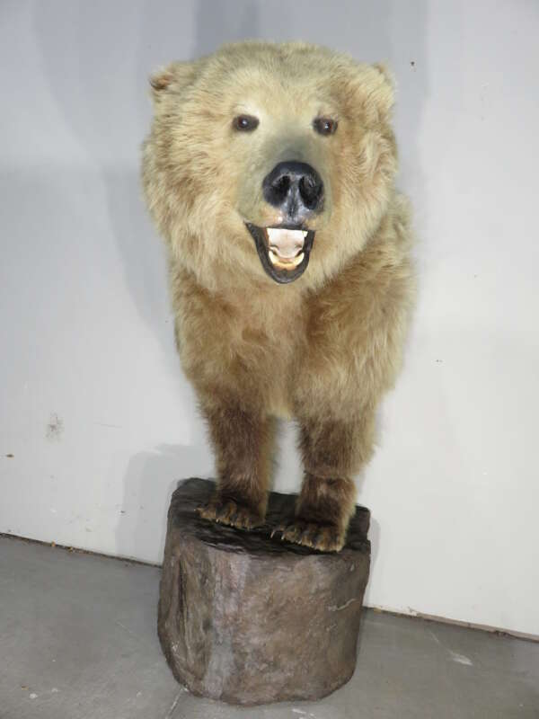 kodiak bear bites