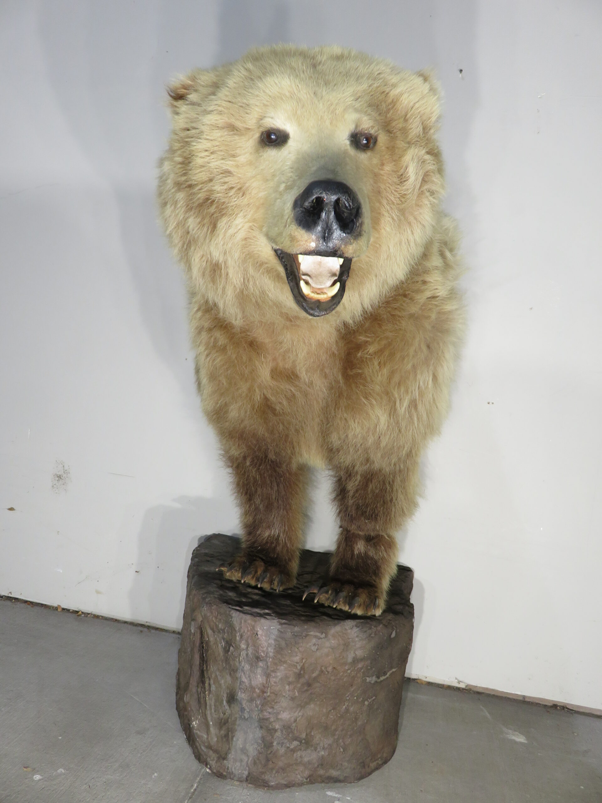 kodiak bear bites