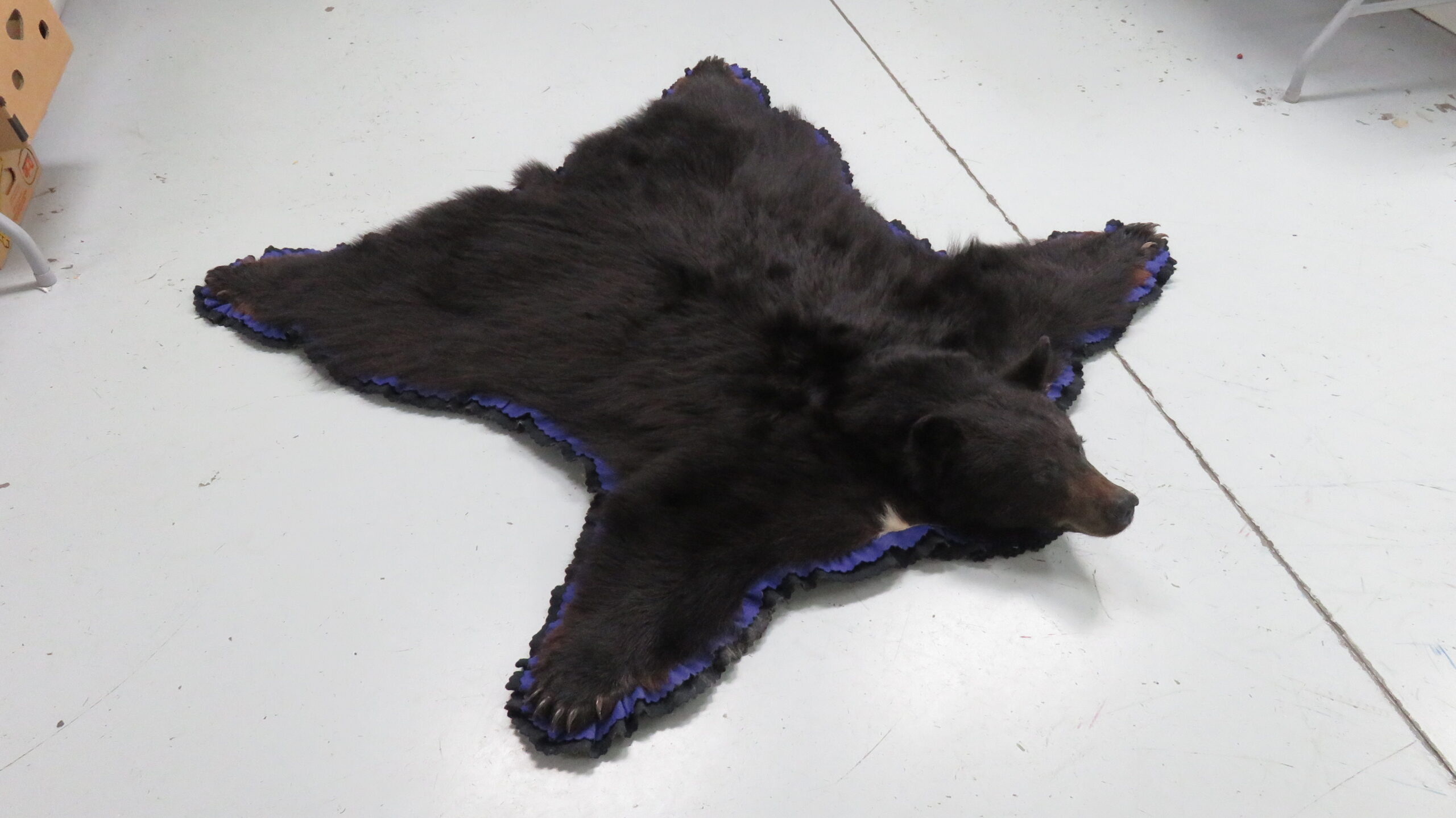 bear skin rug for sale