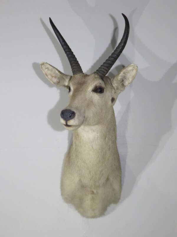 Red Mountain Reedbuck for Sale