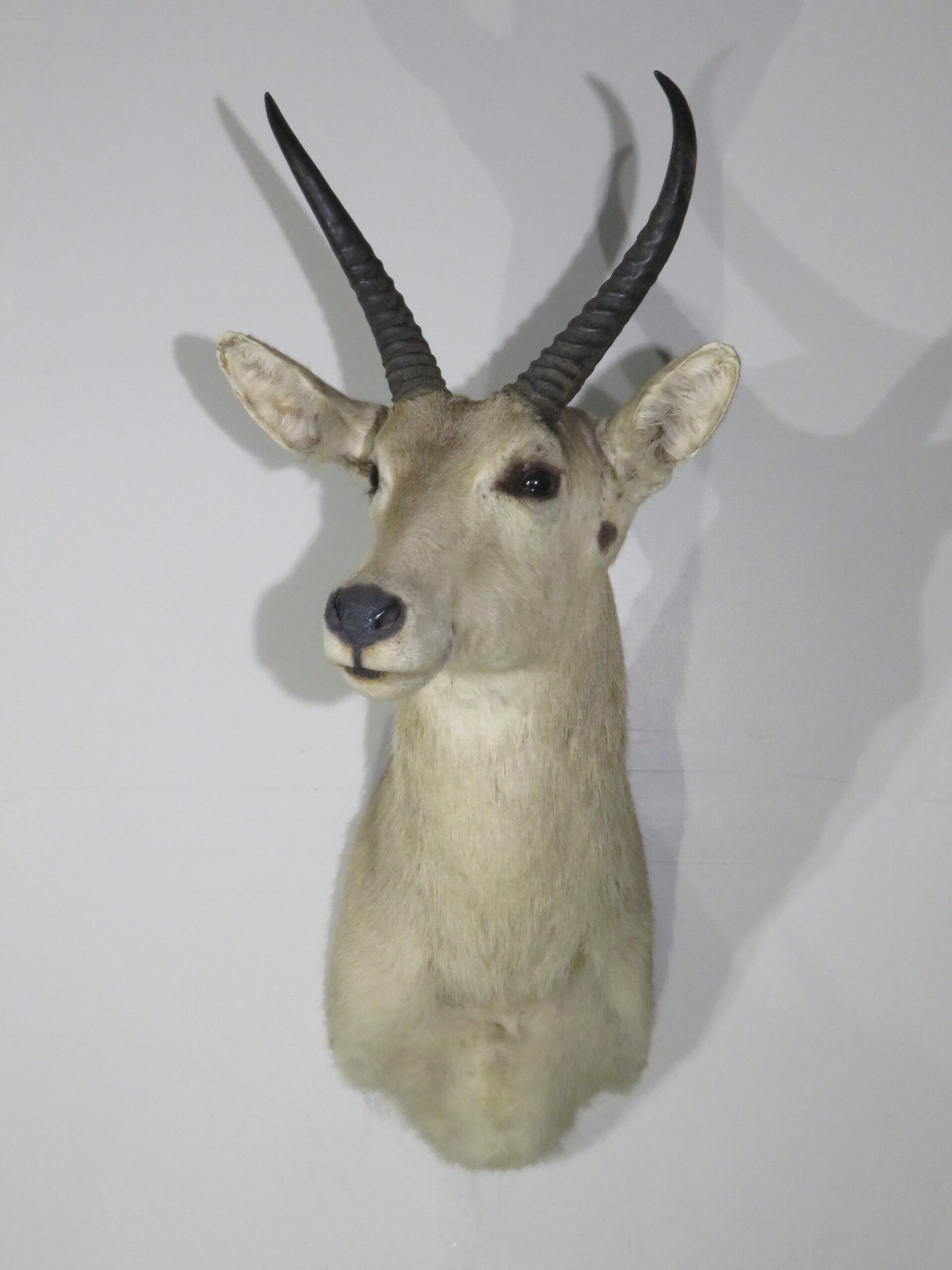 Red Mountain Reedbuck for Sale
