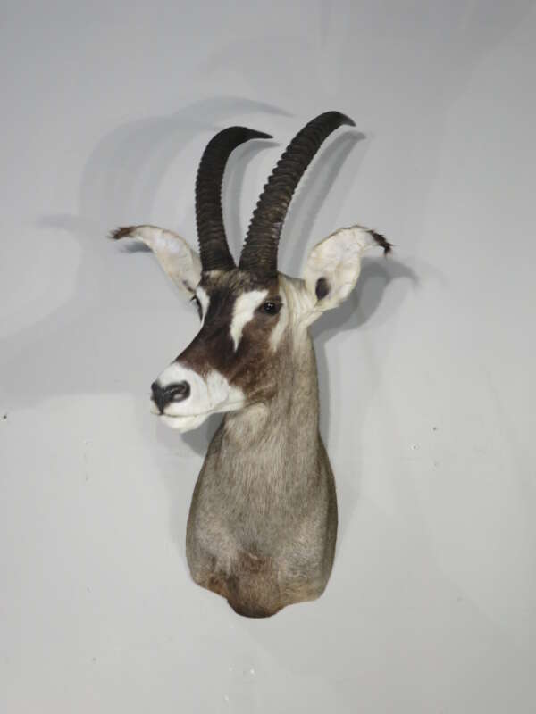 antelope roan