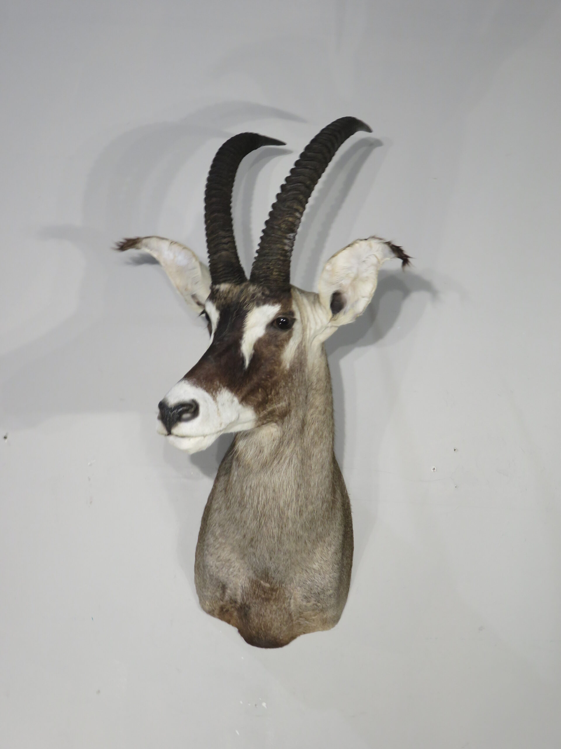 antelope roan