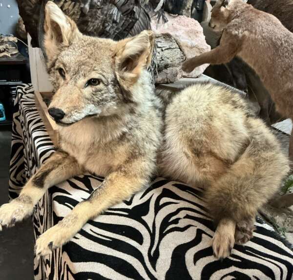 coyote taxidermy for sale