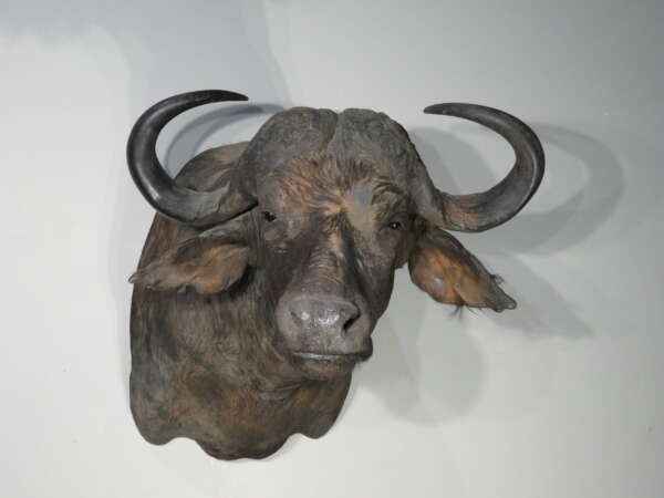 cape buffalo charge