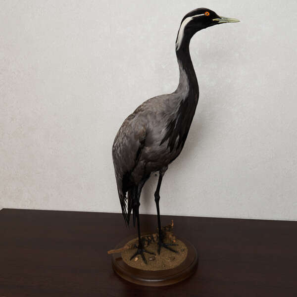 florida crane bird