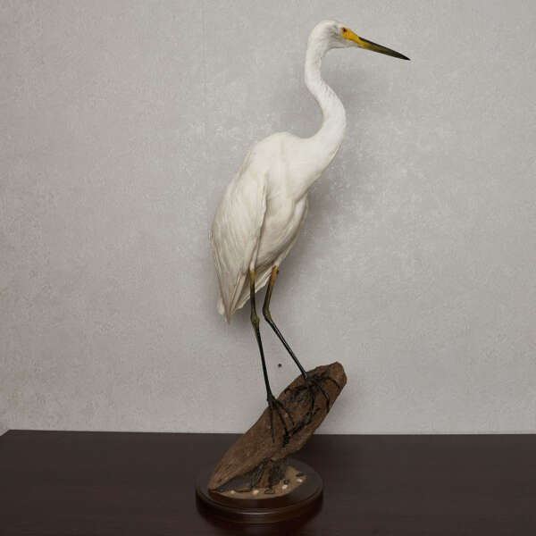 white egret florida