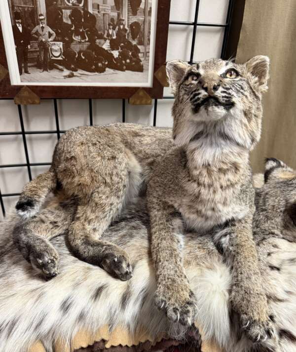 bobcat taxidermy for sale