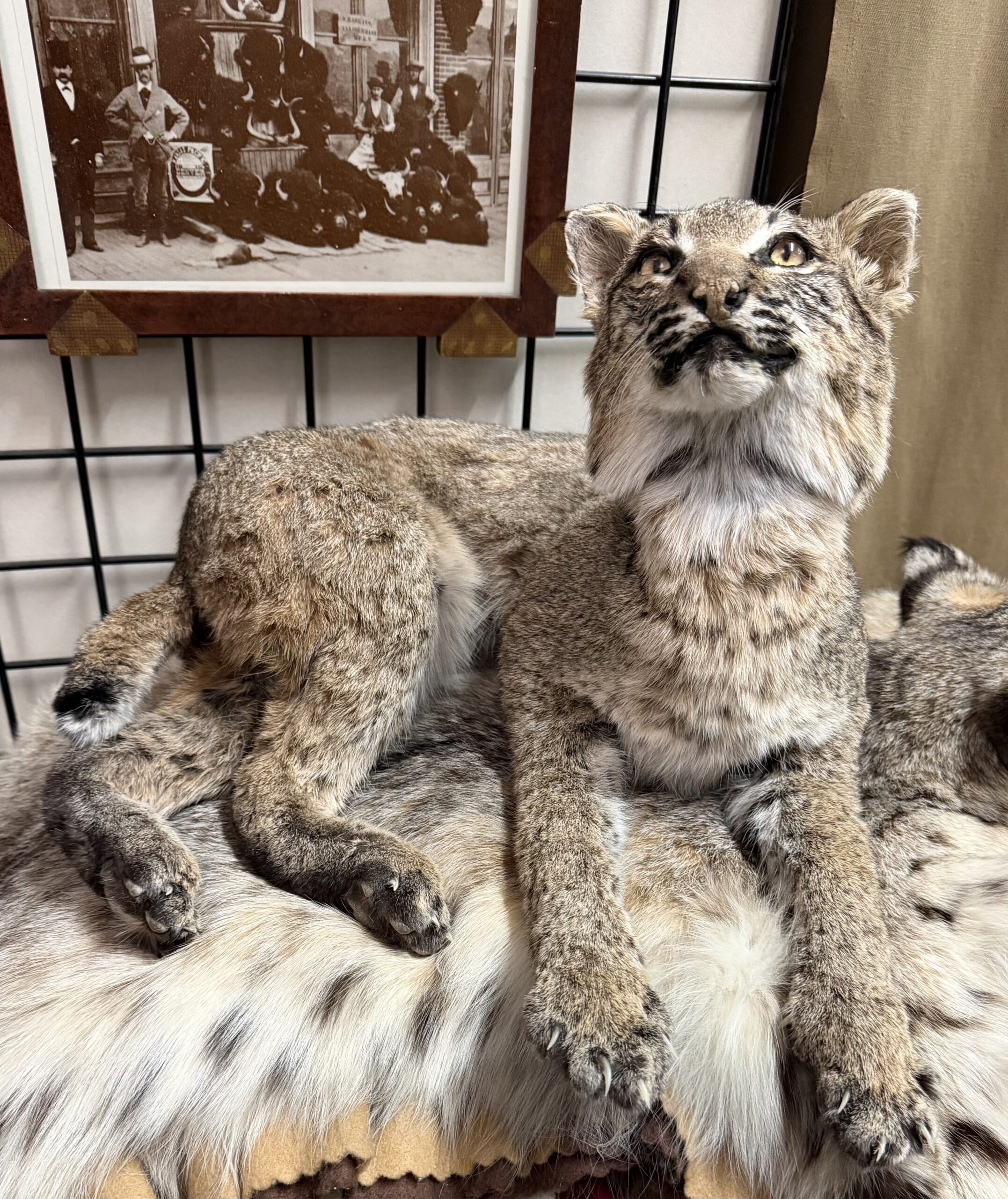 bobcat taxidermy for sale