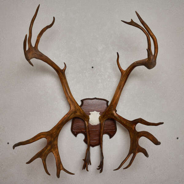 caribou antlers for sale​