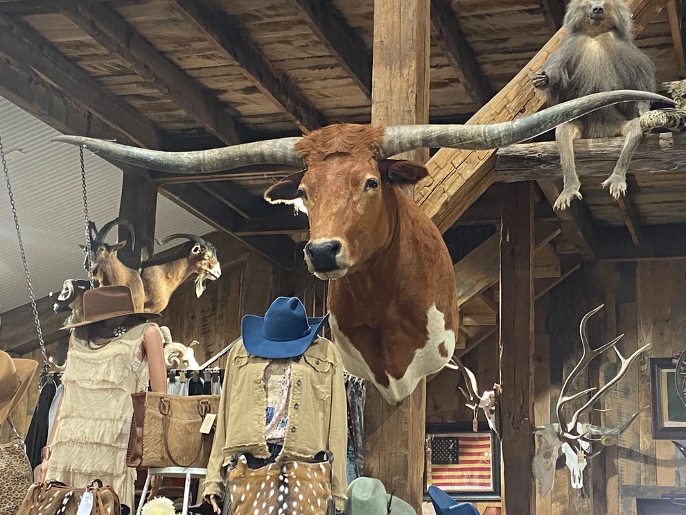 longhorn mounts for sale