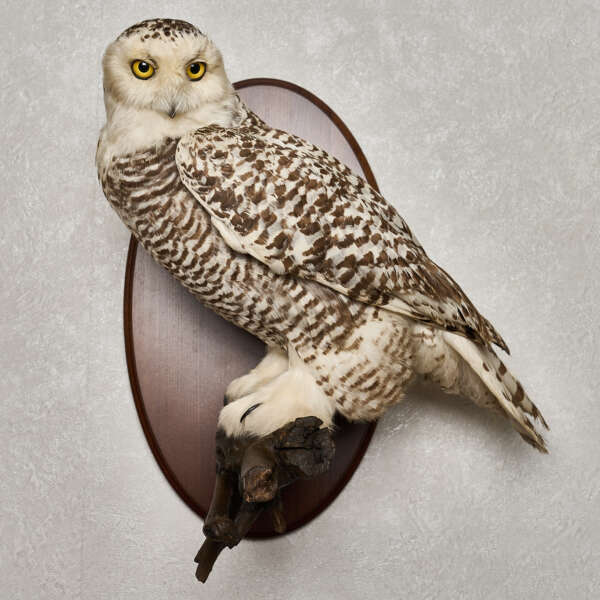 snowy owl flying​