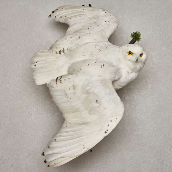 cute snowy owl