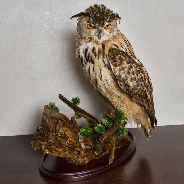 eurasian eagle owl