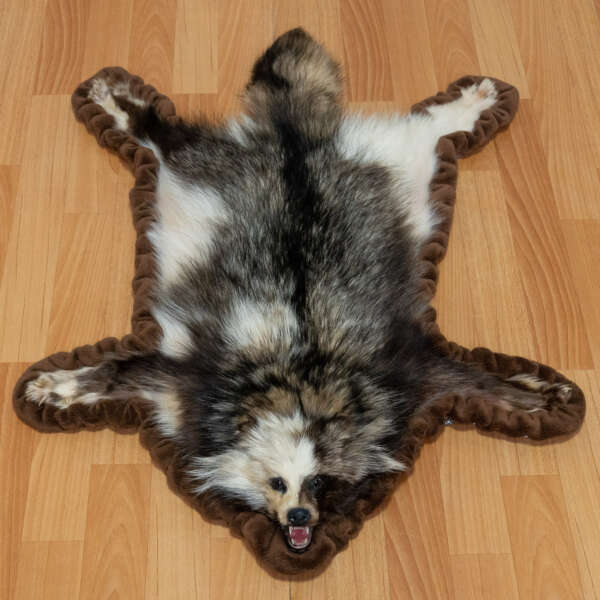 White Raccoon Dog