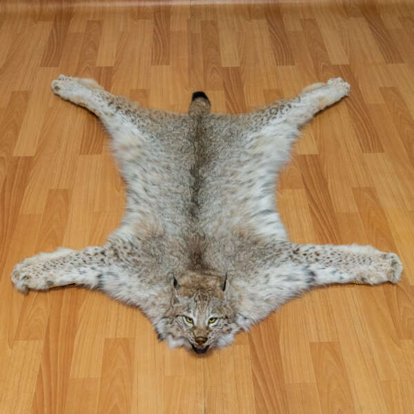 eurasian lynx call​