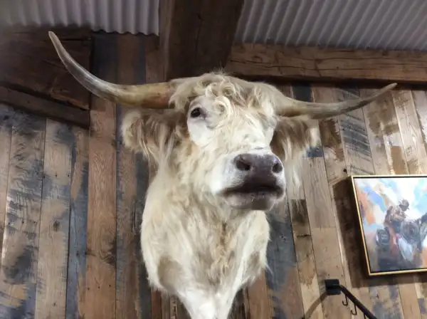 scottish highland bull