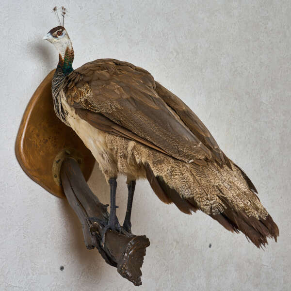 india blue peafowl