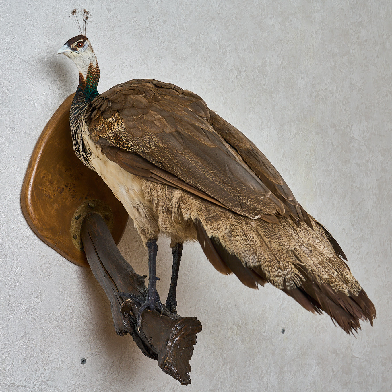 india blue peafowl